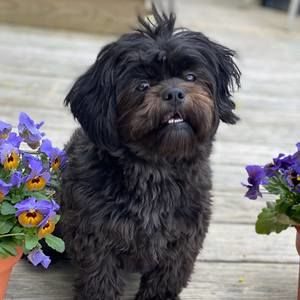 Meet your Posher, Debbie